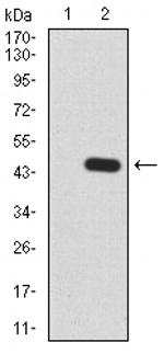 RAB13 Antibody in Western Blot (WB)