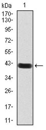 RAB13 Antibody in Western Blot (WB)