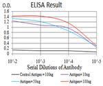 RAB1B Antibody in ELISA (ELISA)