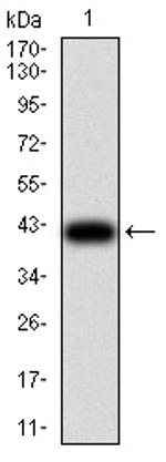 RAB1B Antibody in Western Blot (WB)