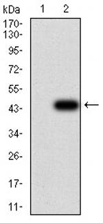 RAB1B Antibody in Western Blot (WB)