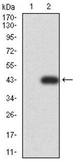 RAB6B Antibody in Western Blot (WB)