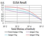 RAB6B Antibody in ELISA (ELISA)