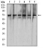 RAD21 Antibody in Western Blot (WB)