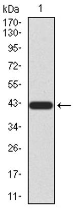 RAD23A Antibody in Western Blot (WB)