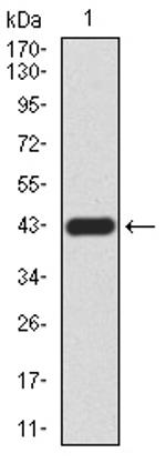 RAD52 Antibody in Western Blot (WB)