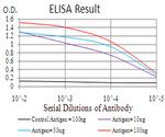 RALA Antibody in ELISA (ELISA)