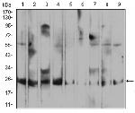 RALA Antibody in Western Blot (WB)