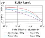 RING1 Antibody in ELISA (ELISA)