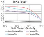 Renalase Antibody in ELISA (ELISA)