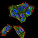 SIRT4 Antibody in Immunocytochemistry (ICC/IF)