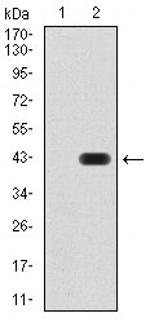 SIRT4 Antibody in Western Blot (WB)