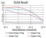 SIRT4 Antibody in ELISA (ELISA)