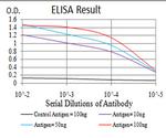 SPHK2 Antibody in ELISA (ELISA)