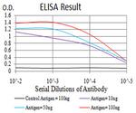 SPHK2 Antibody in ELISA (ELISA)