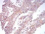 SPHK2 Antibody in Immunohistochemistry (Paraffin) (IHC (P))