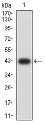 SMARCA1 Antibody in Western Blot (WB)