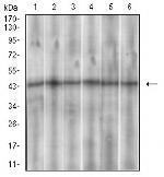 SSTR3 Antibody in Western Blot (WB)