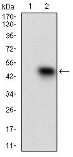 SSTR3 Antibody in Western Blot (WB)