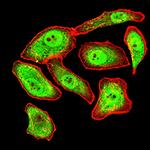 Synapsin 1 Antibody in Immunocytochemistry (ICC/IF)