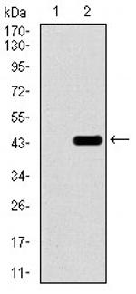 Brachyury Antibody in Western Blot (WB)