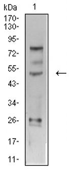 AP2 gamma Antibody in Western Blot (WB)