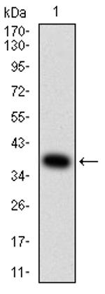 AP2 gamma Antibody in Western Blot (WB)