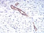 TSH beta Antibody in Immunohistochemistry (Paraffin) (IHC (P))