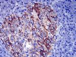 TSH beta Antibody in Immunohistochemistry (Paraffin) (IHC (P))