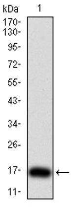 TSH beta Antibody in Western Blot (WB)