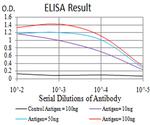 TTF1 Antibody in ELISA (ELISA)