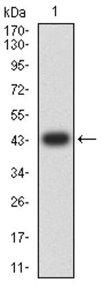 TTF1 Antibody in Western Blot (WB)