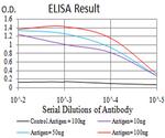 TTF1 Antibody in ELISA (ELISA)