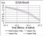 TUBB1 Antibody in ELISA (ELISA)