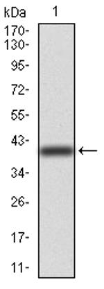 TUBB1 Antibody in Western Blot (WB)