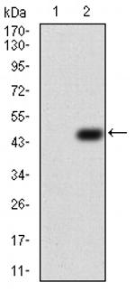 TUBB1 Antibody in Western Blot (WB)