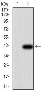 UCP2 Antibody in Western Blot (WB)