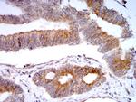 SELS Antibody in Immunohistochemistry (Paraffin) (IHC (P))