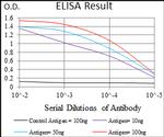 WDR66 Antibody in ELISA (ELISA)