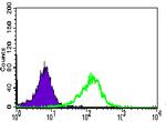 WDR66 Antibody in Flow Cytometry (Flow)