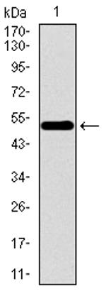 WDR66 Antibody in Western Blot (WB)