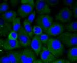 LRP1 Antibody in Immunocytochemistry (ICC/IF)