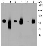 LRP1 Antibody in Western Blot (WB)