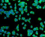 GLUT1 Antibody in Immunocytochemistry (ICC/IF)