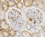 GLUT1 Antibody in Immunohistochemistry (Paraffin) (IHC (P))