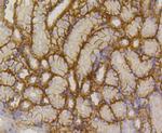 GLUT1 Antibody in Immunohistochemistry (Paraffin) (IHC (P))