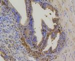 HSP70 Antibody in Immunohistochemistry (Paraffin) (IHC (P))