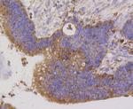 TSPO Antibody in Immunohistochemistry (Paraffin) (IHC (P))