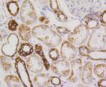 TSPO Antibody in Immunohistochemistry (Paraffin) (IHC (P))