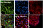 TSPO Antibody